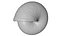 Snail Shell Realistic