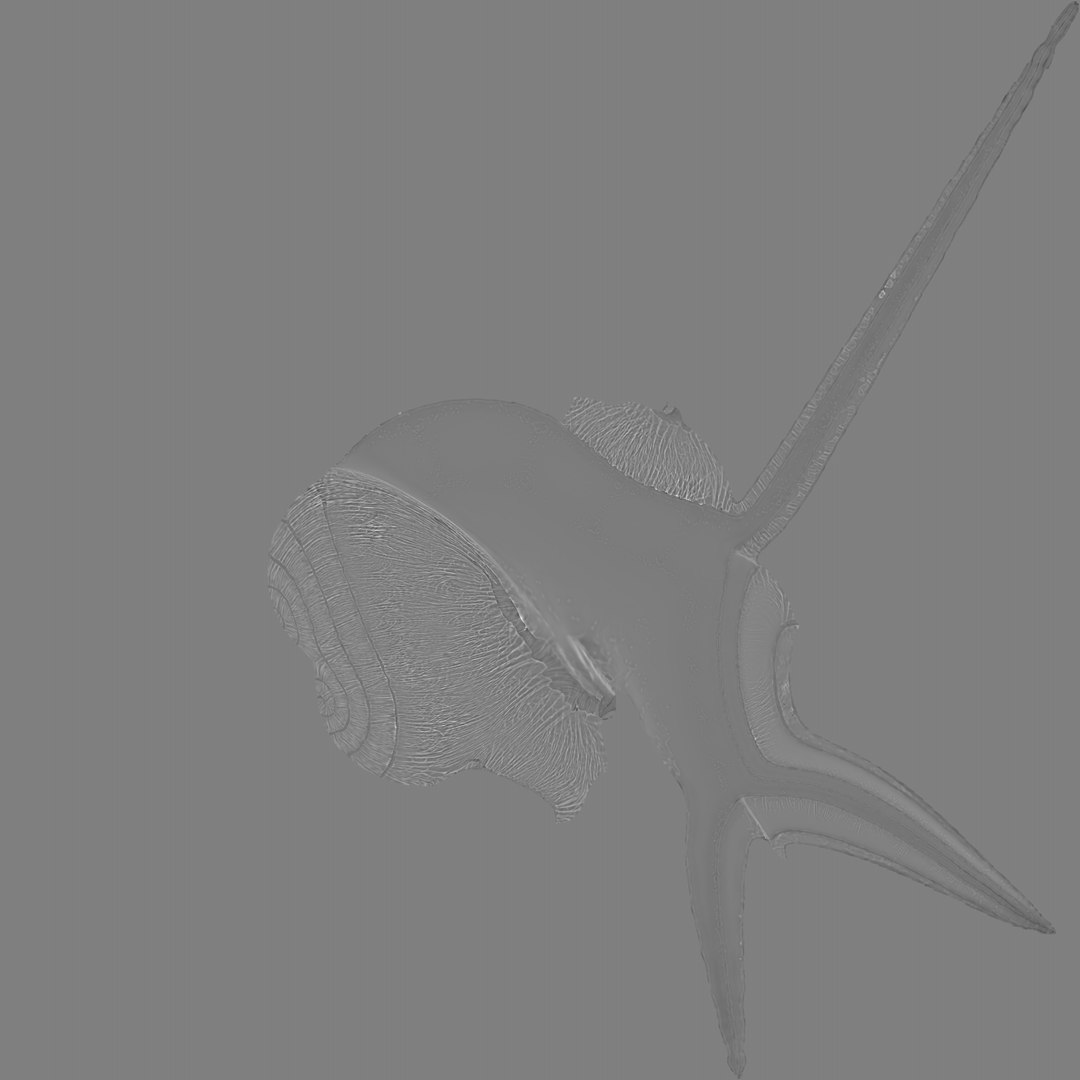 snail shell 3d model https://p.turbosquid.com/ts-thumb/hv/DpvtrL/yLFSREz8/schneckenhausdisplace/png/1425207932/1920x1080/fit_q87/35f8fa6eaa8e89acc3a2509a4500793fde7b0897/schneckenhausdisplace.jpg