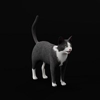 Tuxedo Bicolor Cat