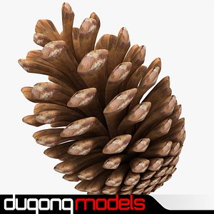 3d fir cone model