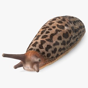 Great Slug Rigged for Cinema 4D