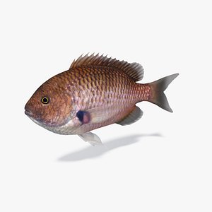 fish damselfish 3D model
