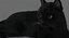 猫（2）（黑色）（动画）（FUR）