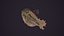 Monstruo de pescado - Gloth