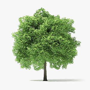 6 Meter Norway Maple Tree