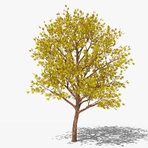 3D Stylized Cartoon Maple Tree with Yellow Leaves model