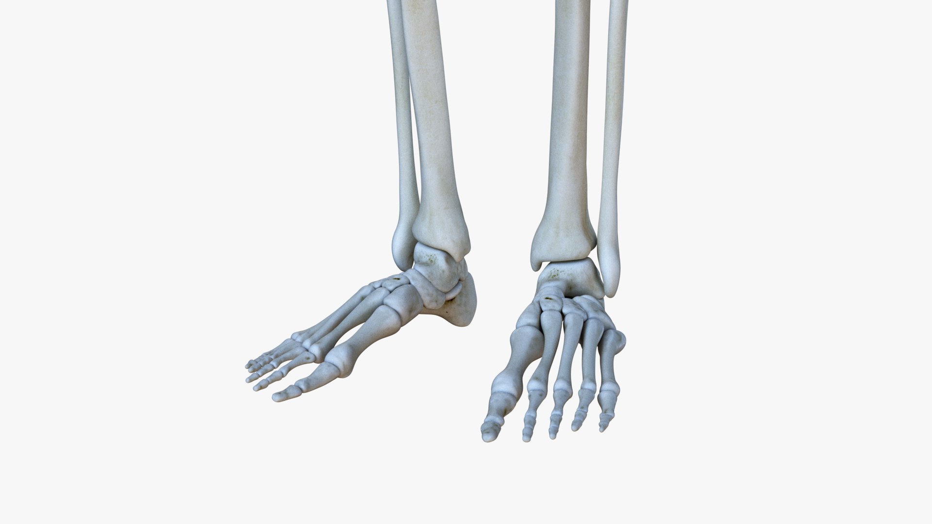 3D male female simplified anatomy https://p.turbosquid.com/ts-thumb/hw/XUAREM/1PavmhlV/ts_simp_male_anatomy_all_skel0008/jpg/1575991928/1920x1080/fit_q87/3737b63e180bf6b7ece500049770fd6927cc29c8/ts_simp_male_anatomy_all_skel0008.jpg