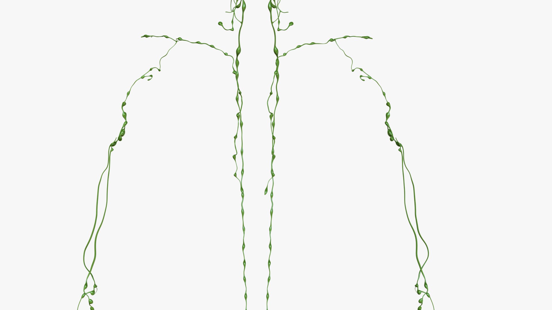 3D male female simplified anatomy https://p.turbosquid.com/ts-thumb/hw/XUAREM/3vqy9f1s/ts_simp_male_anatomy_all_lymphatic0004/jpg/1575992246/1920x1080/fit_q87/fded5d292562582c2d75789f7f28493dbd0c1a51/ts_simp_male_anatomy_all_lymphatic0004.jpg