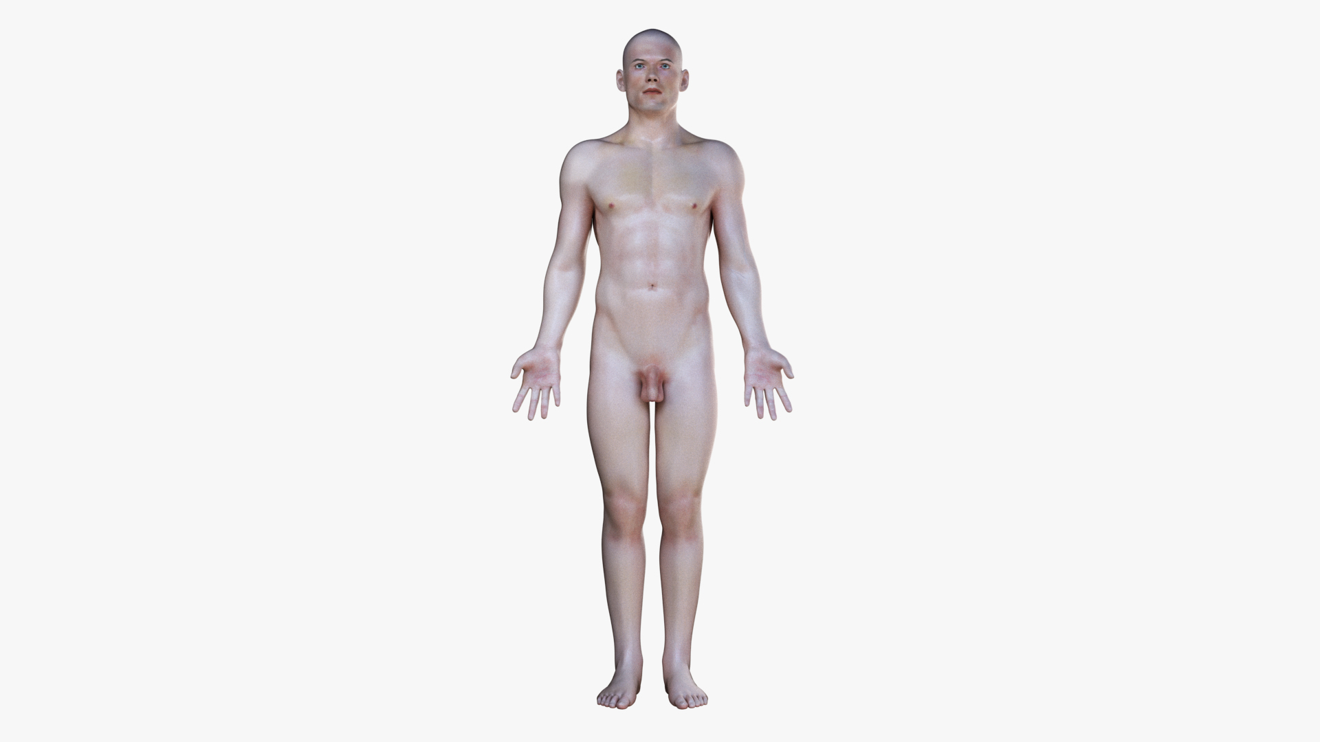 3D male female simplified anatomy https://p.turbosquid.com/ts-thumb/hw/XUAREM/43yMza5M/ts_simp_male_anatomy_turntable_body/jpg/1575991206/1920x1080/turn_fit_q99/4f63deb78895e0f4e30771a6fd9edbb6a21171ff/ts_simp_male_anatomy_turntable_body-1.jpg