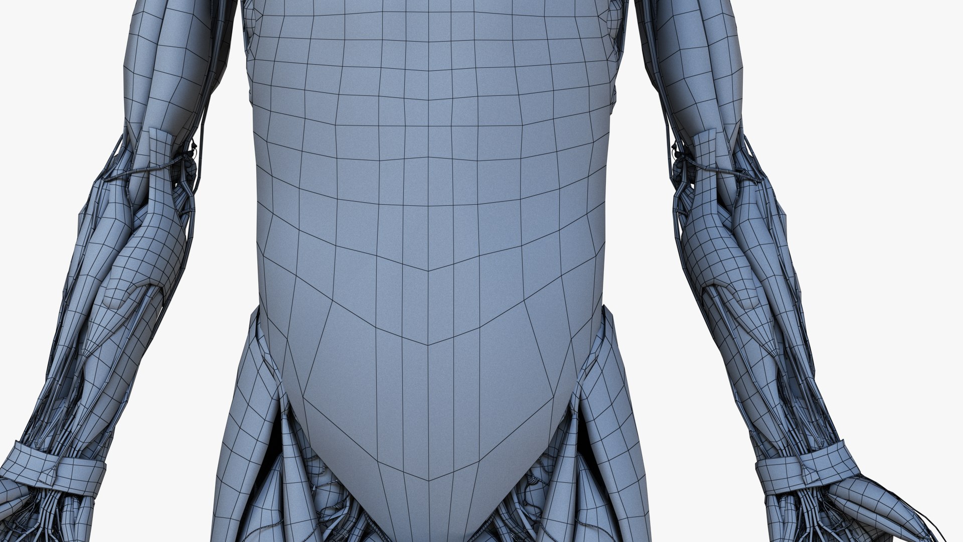 3D male female simplified anatomy https://p.turbosquid.com/ts-thumb/hw/XUAREM/4omsvUFb/ts_simp_male_all_wire0005/jpg/1575992458/1920x1080/fit_q87/431c880abc47a50f851294e5abdb2d17fca2b57d/ts_simp_male_all_wire0005.jpg