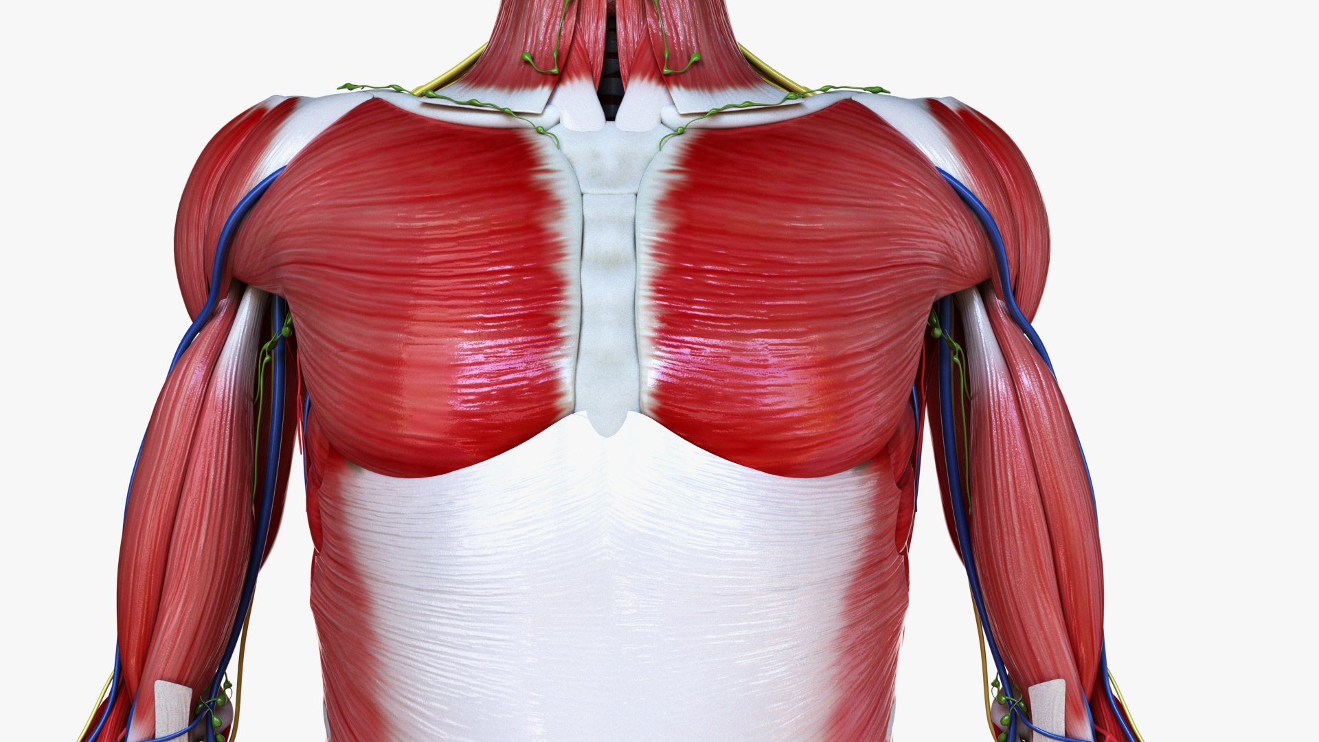3D male female simplified anatomy https://p.turbosquid.com/ts-thumb/hw/XUAREM/6xdn7OHD/ts_simp_male_anatomy_all0004/jpg/1575992072/1920x1080/fit_q87/e86544e2735cae687d6a114f09ebfef8a8cbec0c/ts_simp_male_anatomy_all0004.jpg