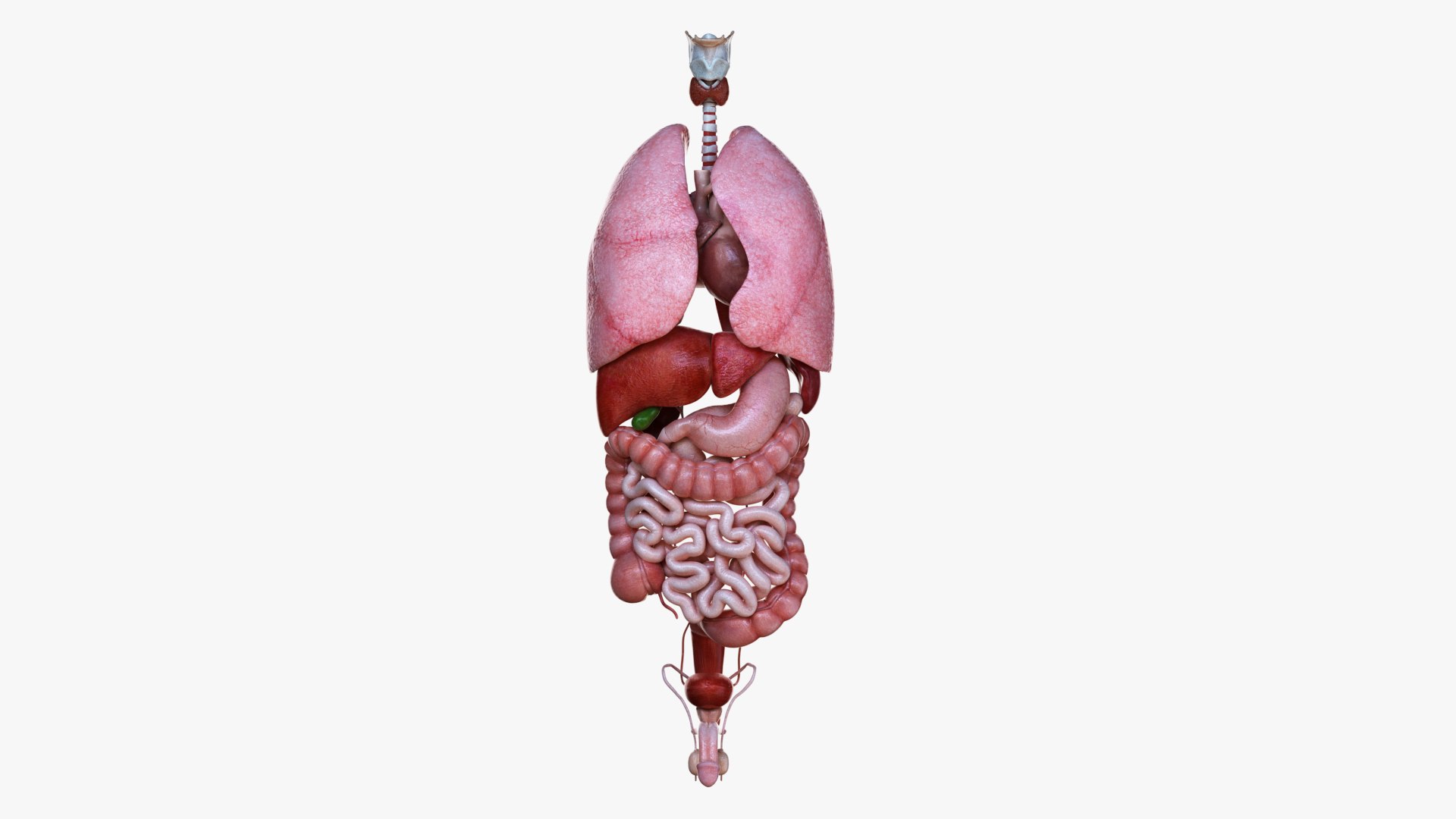 3D male female simplified anatomy https://p.turbosquid.com/ts-thumb/hw/XUAREM/8FtlzjB1/ts_simp_male_anatomy_organs0000/jpg/1575992362/1920x1080/fit_q87/db0749549d6c95509c049953df8685e3a4e7bd20/ts_simp_male_anatomy_organs0000.jpg