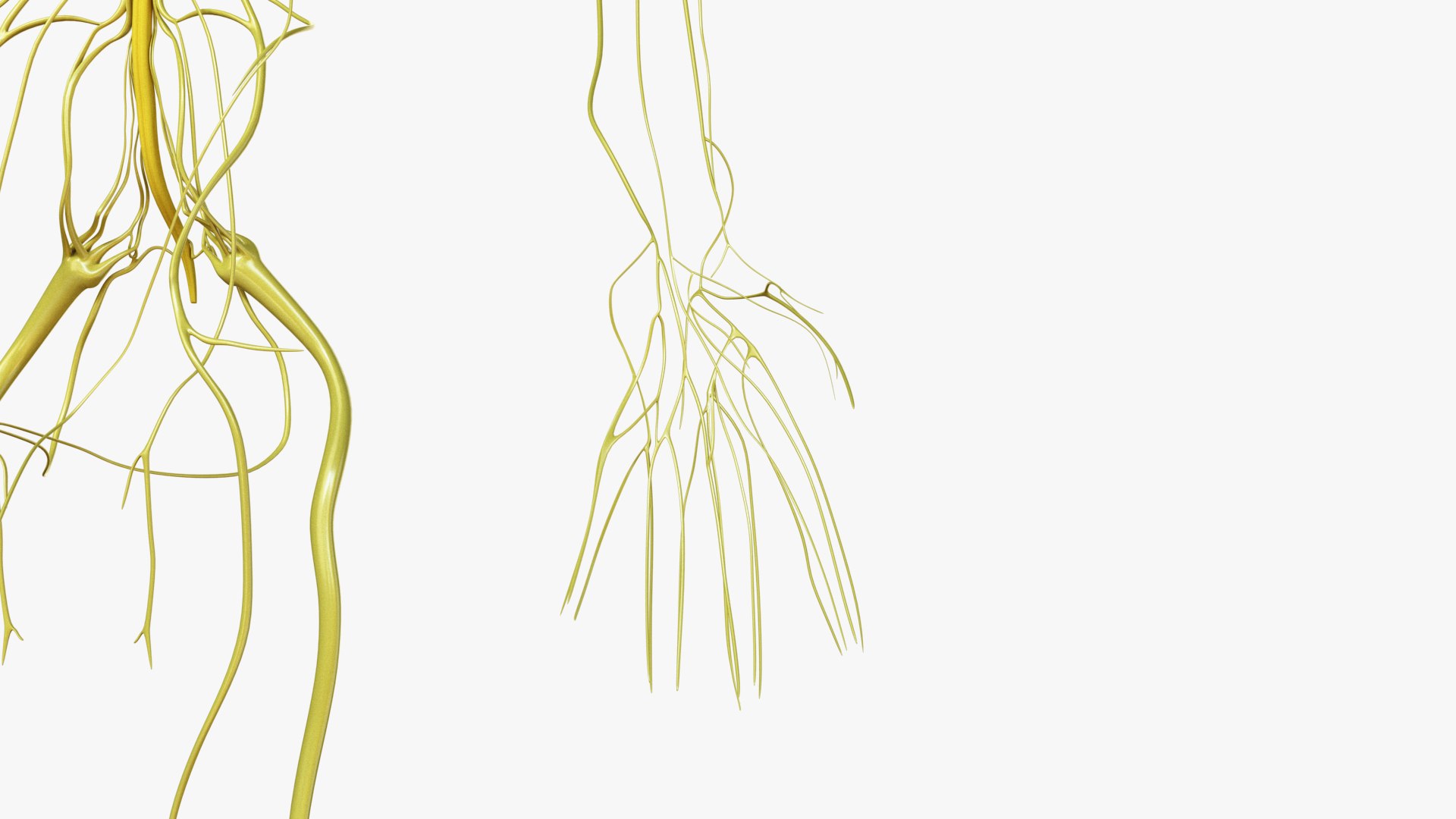 3D male female simplified anatomy https://p.turbosquid.com/ts-thumb/hw/XUAREM/M3HGdfYb/ts_simp_male_anatomy_all_nerves0007/jpg/1575991974/1920x1080/fit_q87/0b5a06a9cd81e8d4093aa0c5ab0ede80c349ed2f/ts_simp_male_anatomy_all_nerves0007.jpg