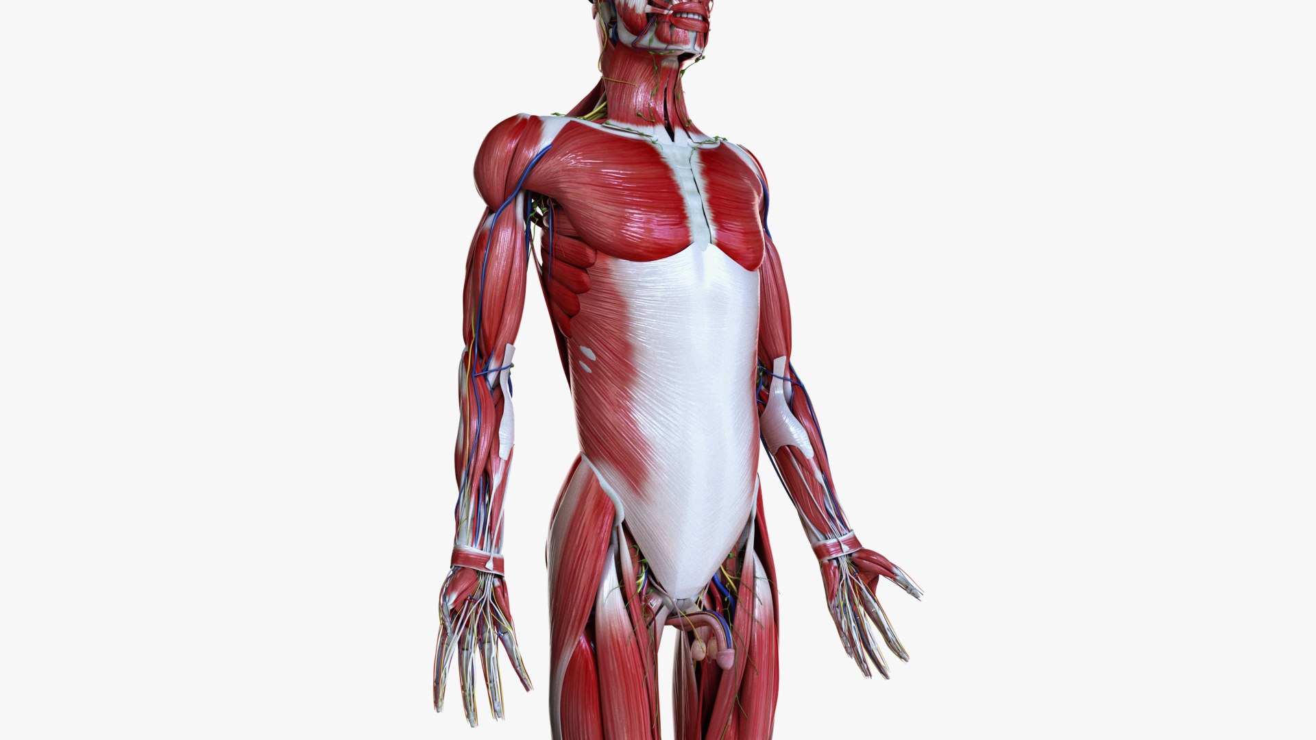 3D male female simplified anatomy https://p.turbosquid.com/ts-thumb/hw/XUAREM/NFiWvf8X/ts_simp_male_anatomy_all0003/jpg/1575992072/1920x1080/fit_q87/03931a913d839a258929bd81517bf9c4cf77908a/ts_simp_male_anatomy_all0003.jpg
