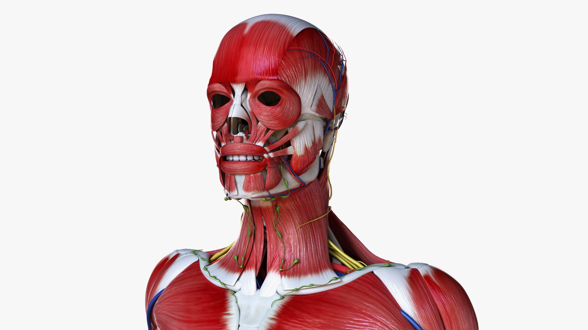 3D male female simplified anatomy https://p.turbosquid.com/ts-thumb/hw/XUAREM/QfzIJylO/ts_simp_male_anatomy_all0006/jpg/1575992072/1920x1080/fit_q87/868535d4f6f4d87fc87bc0f1bb9663457436a9ea/ts_simp_male_anatomy_all0006.jpg
