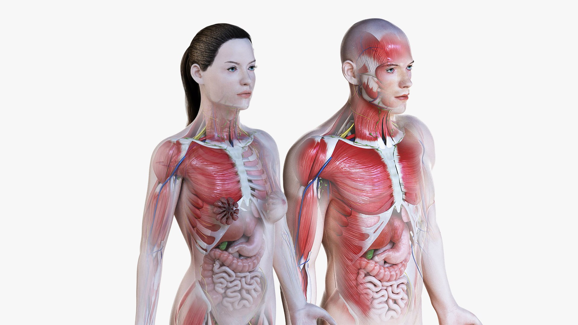 3D male female simplified anatomy https://p.turbosquid.com/ts-thumb/hw/XUAREM/RFXWdheA/signature_cinema/jpg/1575990485/1920x1080/fit_q87/4aad831b2068a7fc68a7fbeeaff84ea9c0cfe52a/signature_cinema.jpg