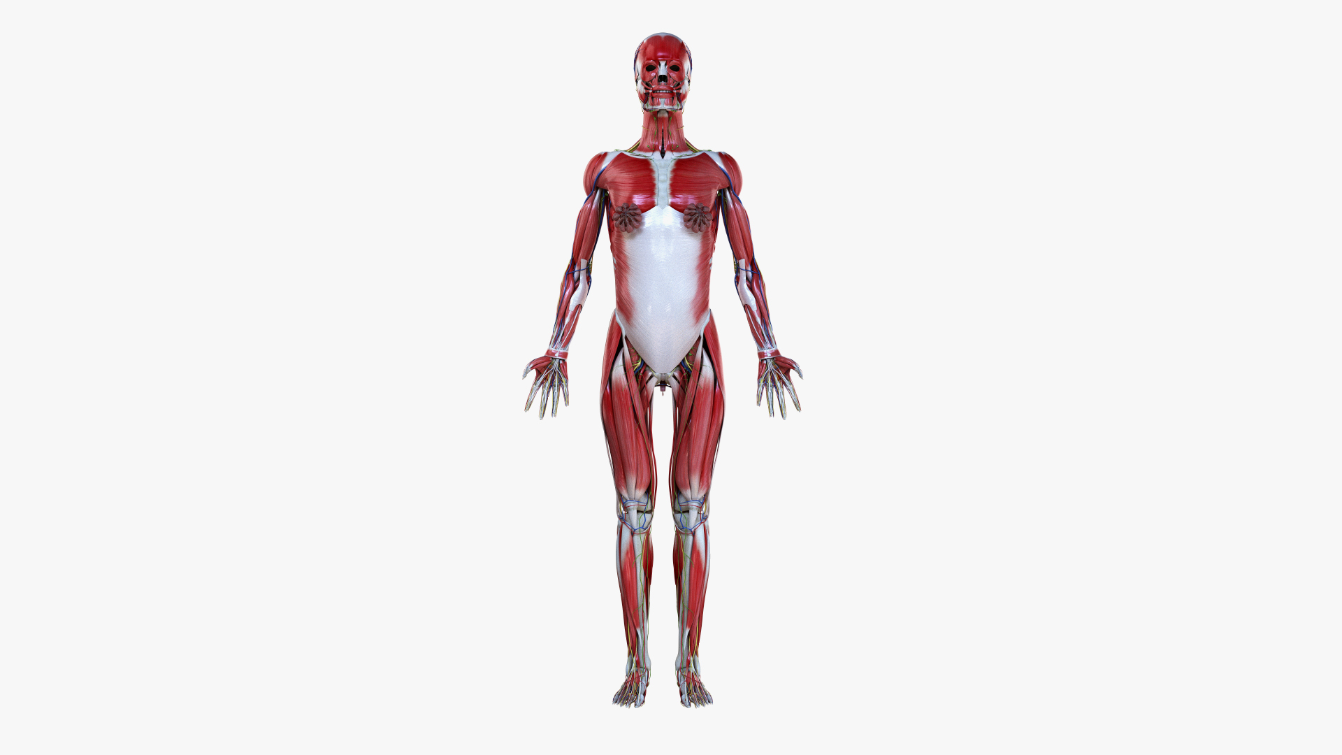 3D male female simplified anatomy https://p.turbosquid.com/ts-thumb/hw/XUAREM/SC1Ad2J8/ts_simp_female_turntable_anatomy/jpg/1575991273/1920x1080/turn_fit_q99/81dce0987cda10a5eada28a0dfc3ca777d9f736a/ts_simp_female_turntable_anatomy-1.jpg