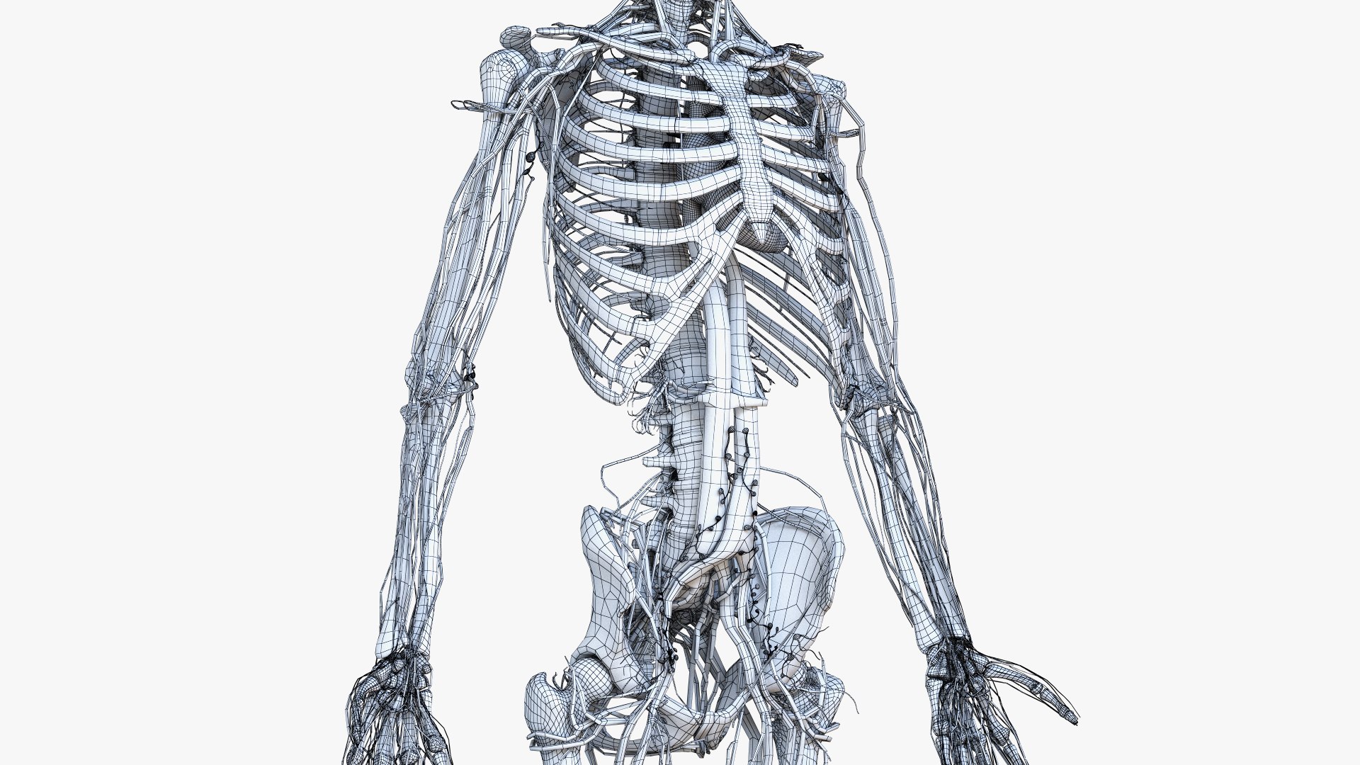 3D male female simplified anatomy https://p.turbosquid.com/ts-thumb/hw/XUAREM/Vmomusr9/ts_simp_female_wire_anatomy_c0004/jpg/1575992644/1920x1080/fit_q87/e51517d16c6e3aab6b1c8442a276d8704335eff0/ts_simp_female_wire_anatomy_c0004.jpg