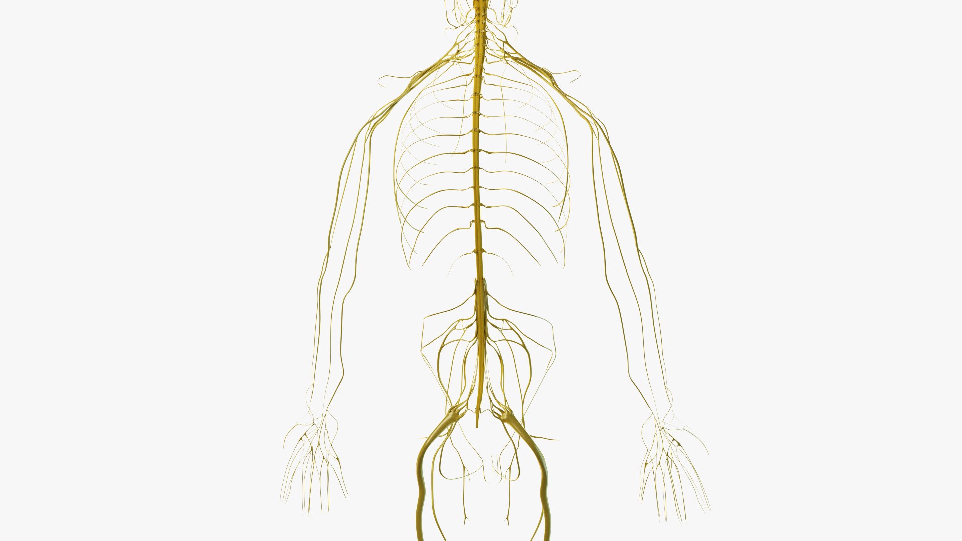 3D male female simplified anatomy https://p.turbosquid.com/ts-thumb/hw/XUAREM/Wr9xs5q7/ts_simp_male_anatomy_all_nerves0002/jpg/1575991974/1920x1080/fit_q87/6ab80cec21053d40ca6a45feefb1994a714e791b/ts_simp_male_anatomy_all_nerves0002.jpg