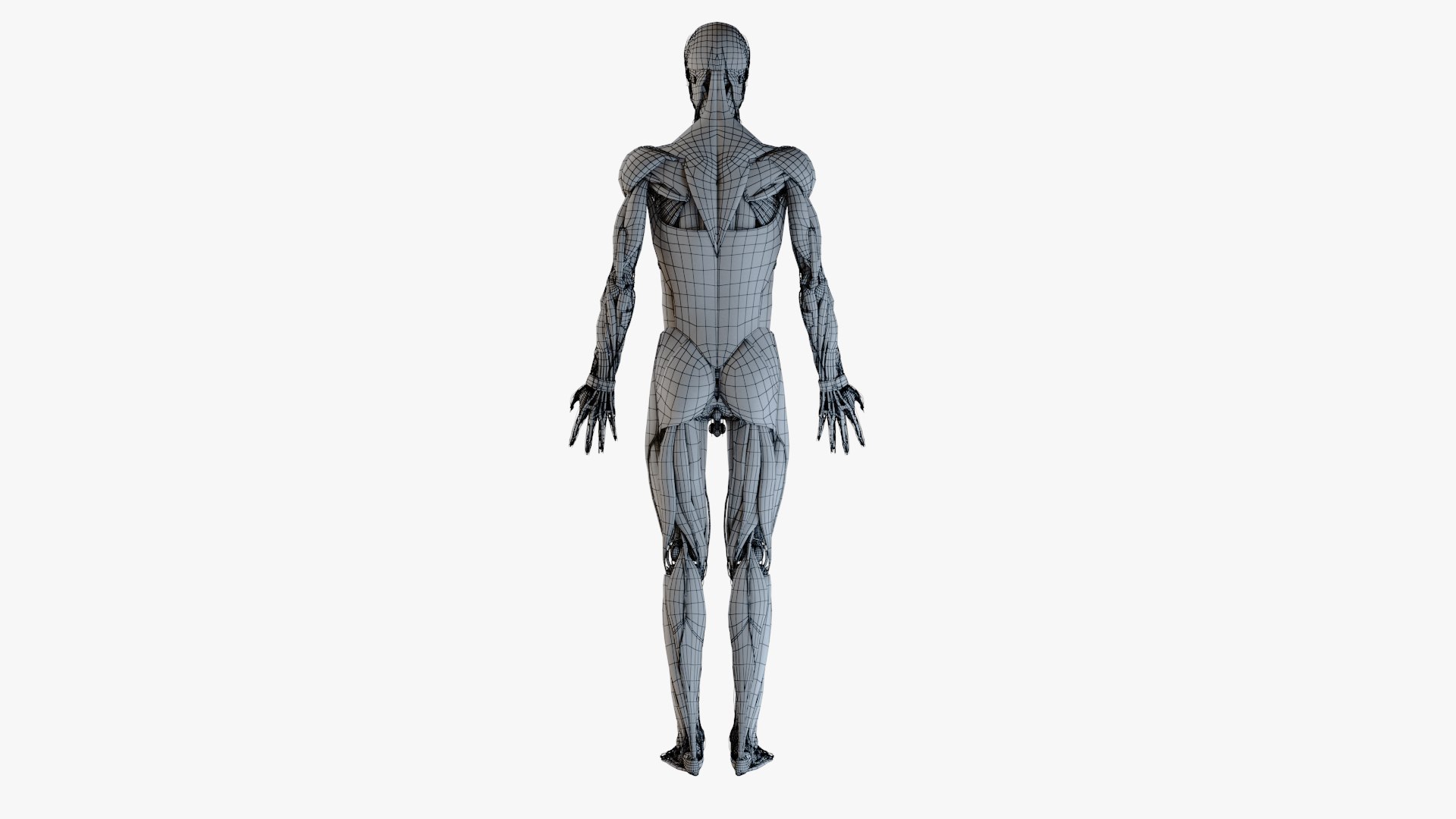 3D male female simplified anatomy https://p.turbosquid.com/ts-thumb/hw/XUAREM/Zk76RJGf/ts_simp_male_all_wire0001/jpg/1575992458/1920x1080/fit_q87/e7c23ed2953f170bf97250c6ba98c4a657980218/ts_simp_male_all_wire0001.jpg