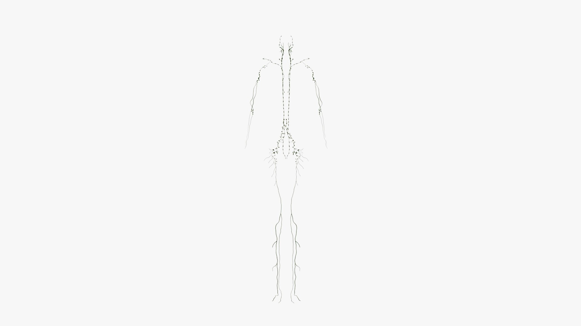 3D male female simplified anatomy https://p.turbosquid.com/ts-thumb/hw/XUAREM/bpAItr7G/ts_simp_male_anatomy_all_lymphatic0001/jpg/1575992246/1920x1080/fit_q87/850a2912e3742facb3258e4d22ea9334510e50d2/ts_simp_male_anatomy_all_lymphatic0001.jpg