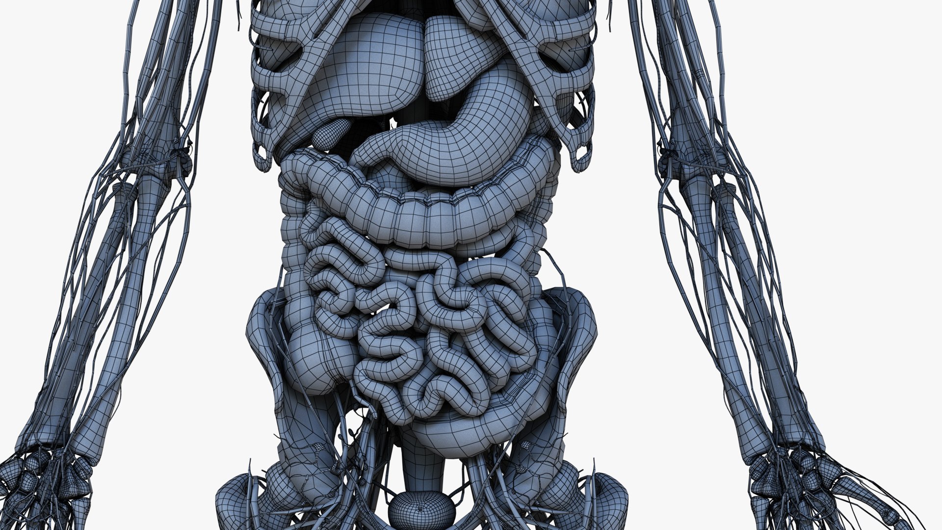 3D male female simplified anatomy https://p.turbosquid.com/ts-thumb/hw/XUAREM/h6sZyTH4/ts_simp_male_all_b_wire0005/jpg/1575992458/1920x1080/fit_q87/405a2004ae0d3589157e5d7dfc79df081cd8f44c/ts_simp_male_all_b_wire0005.jpg