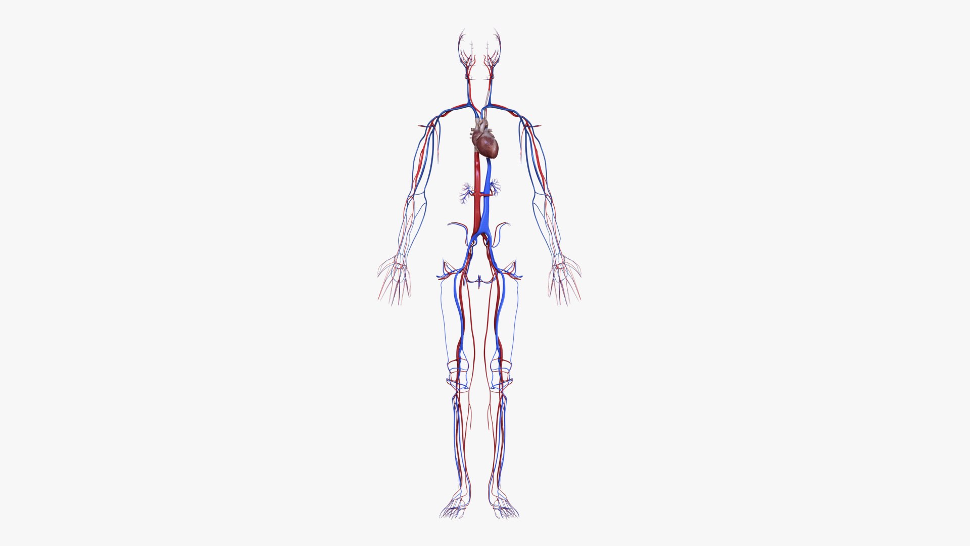 3D male female simplified anatomy https://p.turbosquid.com/ts-thumb/hw/XUAREM/lixbmP45/ts_simp_male_anatomy_all_vascular0000/jpg/1575992272/1920x1080/fit_q87/15a0925f9c8e999ed83793fa6605f791c959293e/ts_simp_male_anatomy_all_vascular0000.jpg