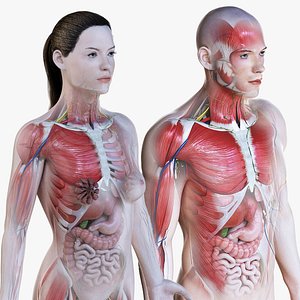 3D male female simplified anatomy