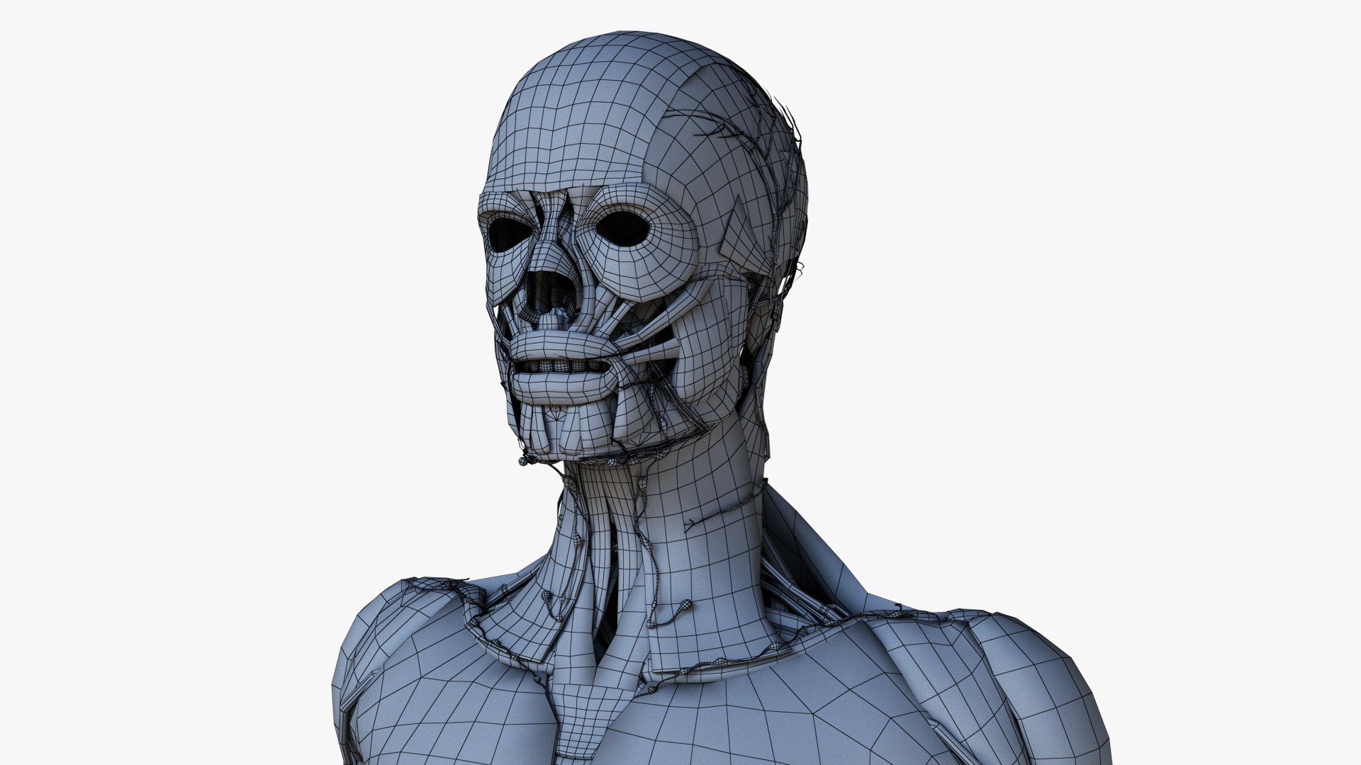 3D male female simplified anatomy https://p.turbosquid.com/ts-thumb/hw/XUAREM/or0tYeuO/ts_simp_male_all_wire0006/jpg/1575992458/1920x1080/fit_q87/3f17fc242881704af5db2897e4220952a88fb1df/ts_simp_male_all_wire0006.jpg