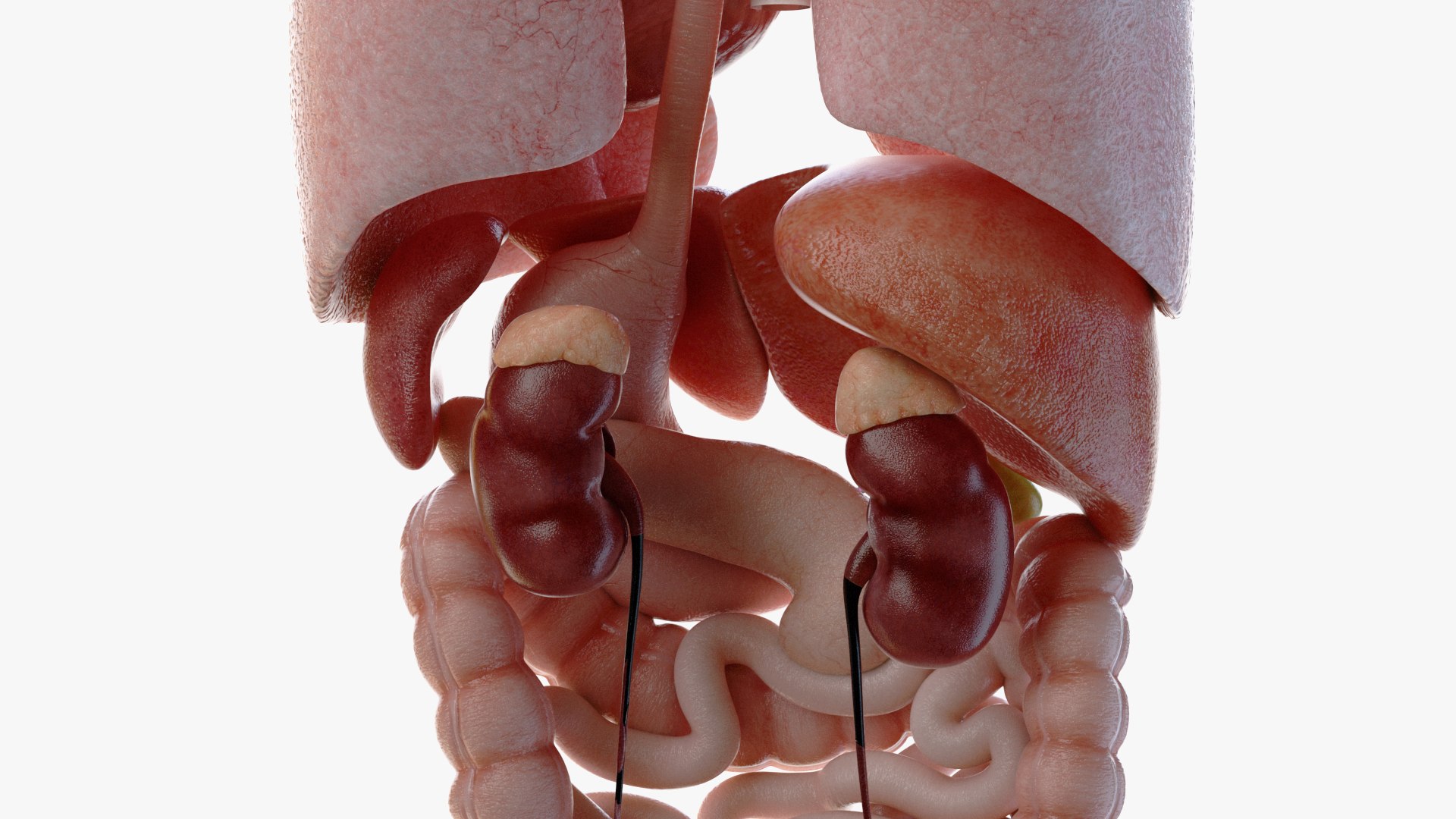 3D male female simplified anatomy https://p.turbosquid.com/ts-thumb/hw/XUAREM/sQhNEHuJ/ts_simp_male_anatomy_organs0002/jpg/1575992362/1920x1080/fit_q87/d447283af610fbb81dff94b1cac200efcdb024e3/ts_simp_male_anatomy_organs0002.jpg
