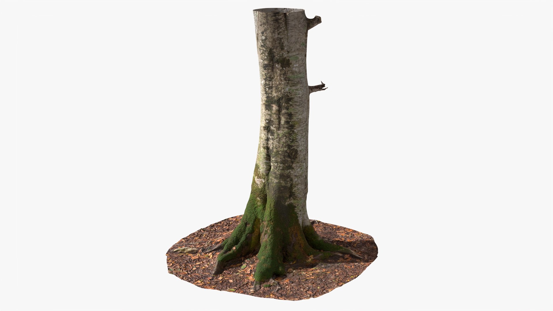 Scanned Forest Tree Trunk 01 StemCell 3D Model - TurboSquid 2290496