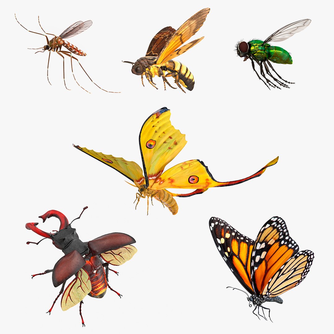 Flying Insects Collection 3D model preview