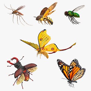 Flying Insects Collection