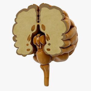 Brain Cross Section Greay Matter 3D model