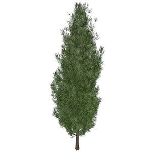 Italian Cypress Tree - 04 -