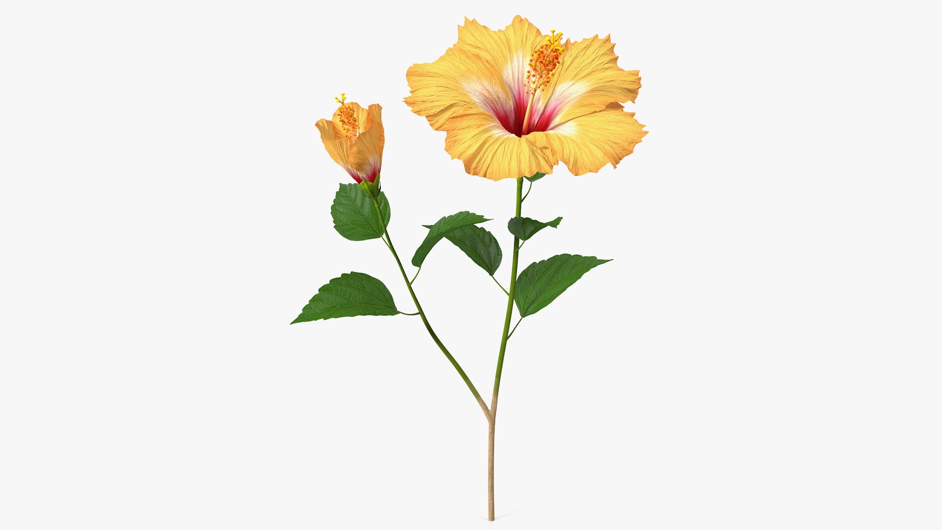Flowering Hibiscus Stem Orange 3D model preview