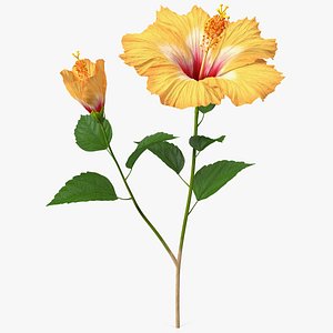flowering hibiscus stem orange 3D model