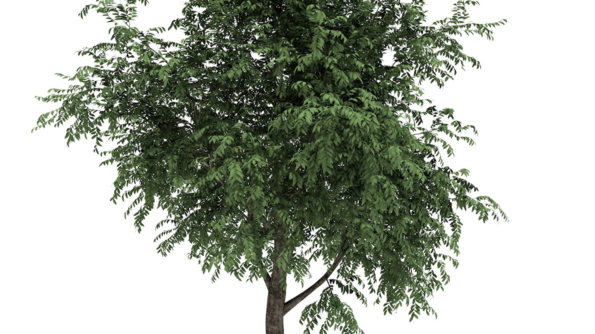 Morton Tree 3D Model - TurboSquid 1397278