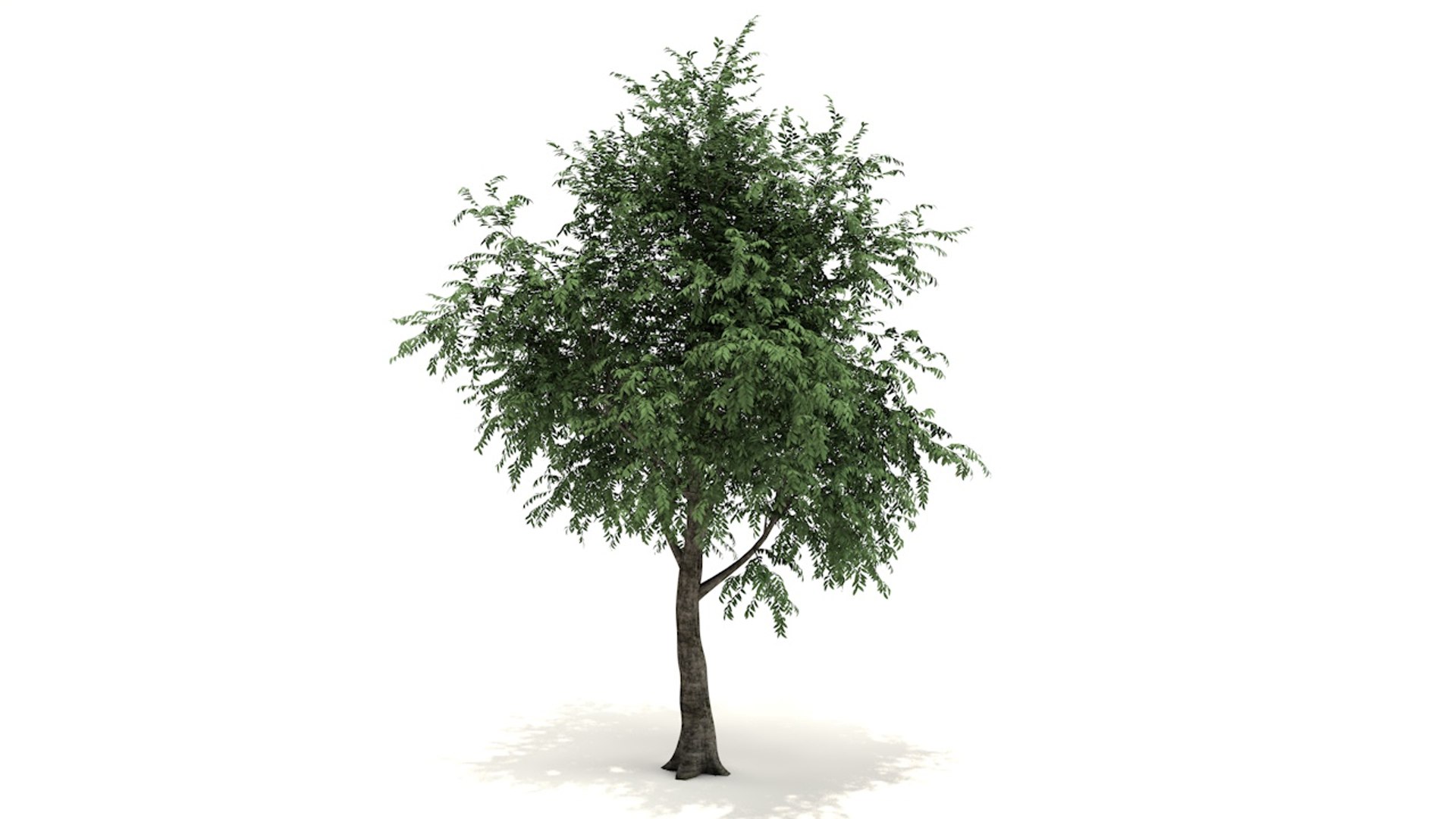 Morton Tree 3D Model - TurboSquid 1397278