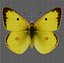 3D Butterflies Animated Rigged Collection model
