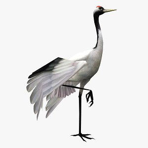 crane bird 3D