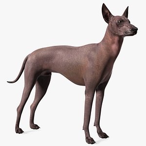 Xoloitzcuintli Rare Breed Mexican Dog model