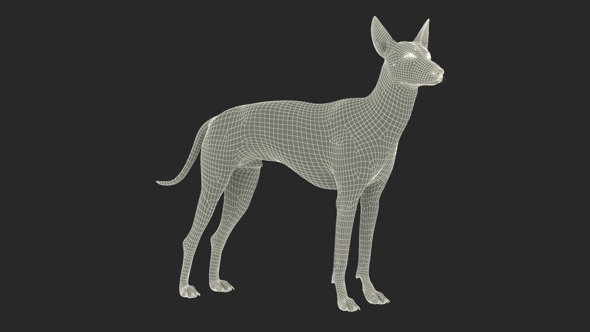 Mexican greyhound dog deals