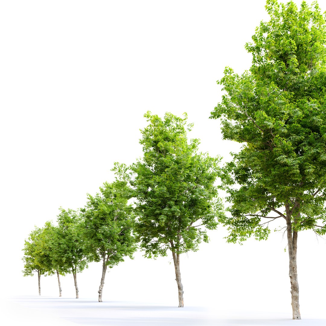 3D Ulmus minor model https://p.turbosquid.com/ts-thumb/hx/5rPtFK/T5/preview2umt/jpg/1662355892/1920x1080/fit_q87/90e097a5b5aa4723a7e45b0bafc40018eccd7e10/preview2umt.jpg