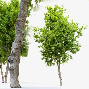 3D Ulmus minor model