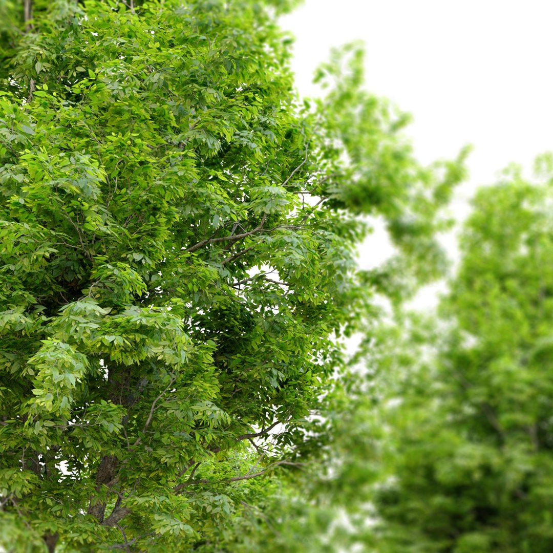 3D Ulmus minor model https://p.turbosquid.com/ts-thumb/hx/5rPtFK/bq/preview6umt/jpg/1662355892/1920x1080/fit_q87/7eb731febe2e4420e4c2d9fb993e2b7c51dfb79e/preview6umt.jpg