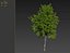 小榆树