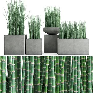 3D equisetum hyemale horsetail grass plant model