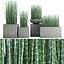 3D equisetum hyemale horsetail grass plant model
