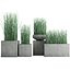 3D equisetum hyemale horsetail grass plant model